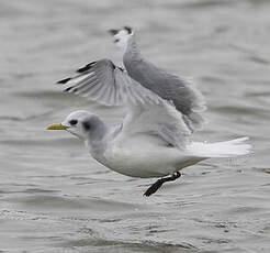 Mouette tridactyle