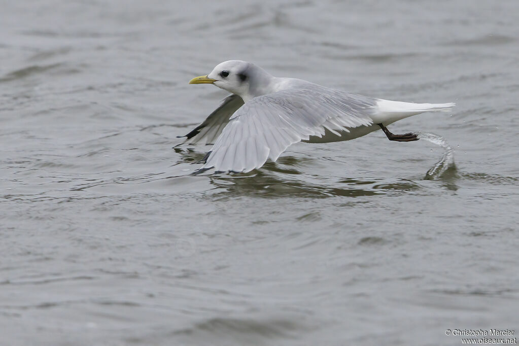 Black-legged Kittiwake