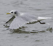 Mouette tridactyle