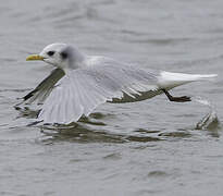 Black-legged Kittiwake