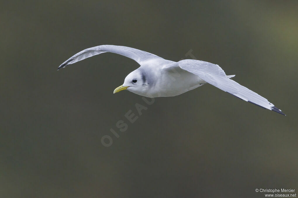 Black-legged Kittiwake