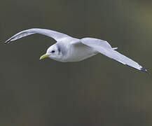 Black-legged Kittiwake