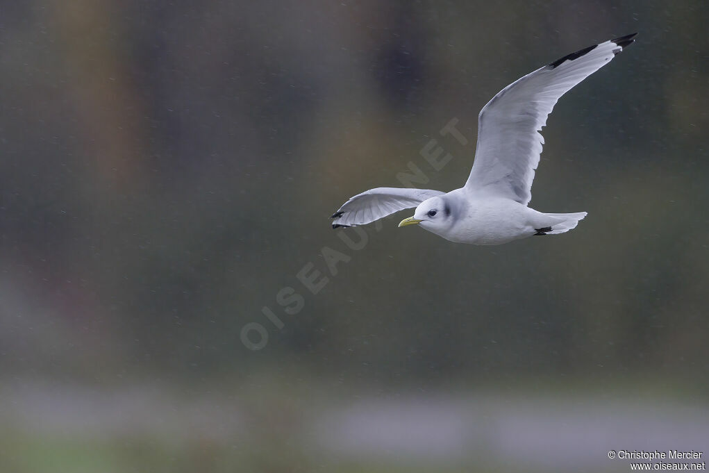 Black-legged Kittiwake