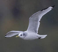 Black-legged Kittiwake