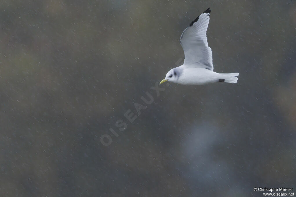 Black-legged Kittiwake