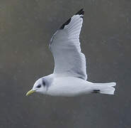 Black-legged Kittiwake