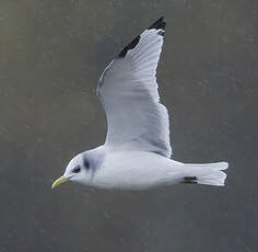 Mouette tridactyle