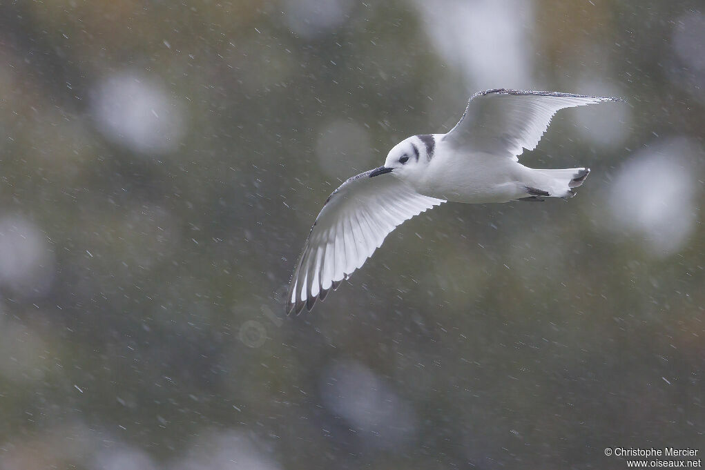 Mouette tridactyle