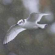 Black-legged Kittiwake