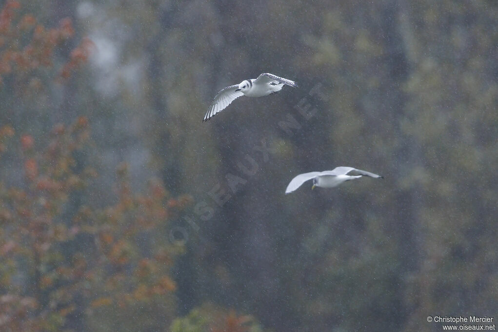 Black-legged Kittiwake