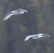 Black-legged Kittiwake