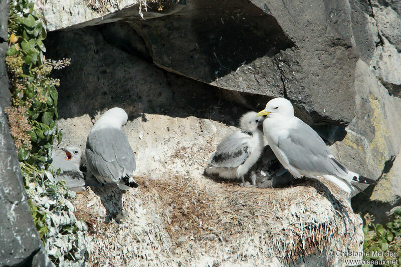 Mouette tridactyle