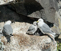 Mouette tridactyle