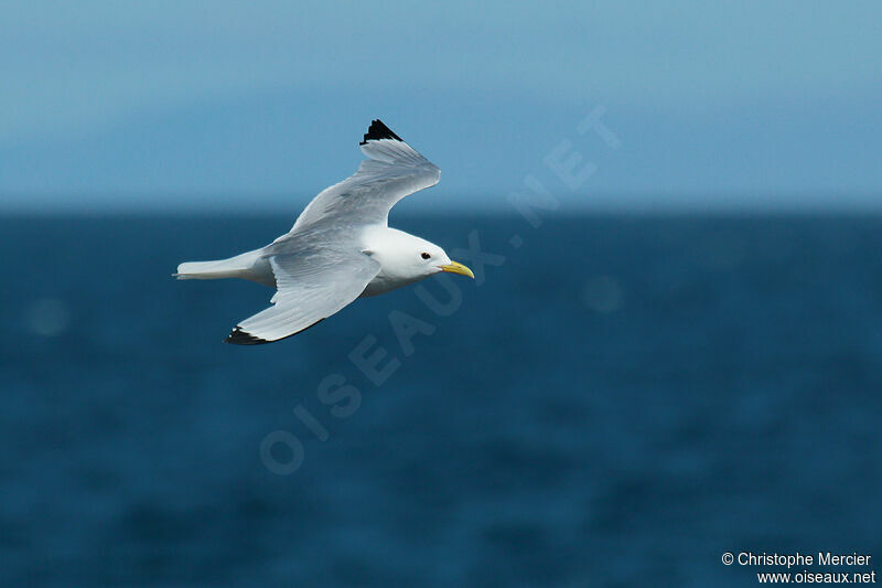 Mouette tridactyle