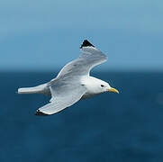 Black-legged Kittiwake