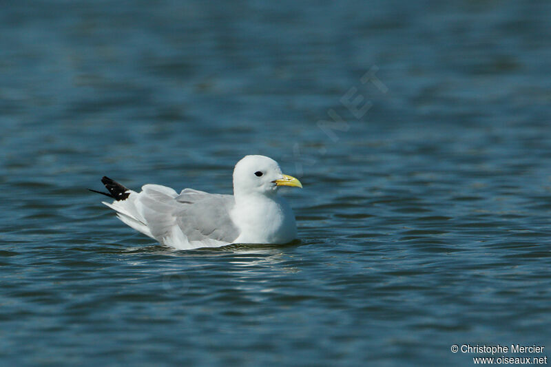 Black-legged Kittiwake