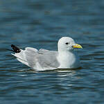 Mouette tridactyle