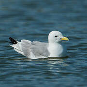 Black-legged Kittiwake