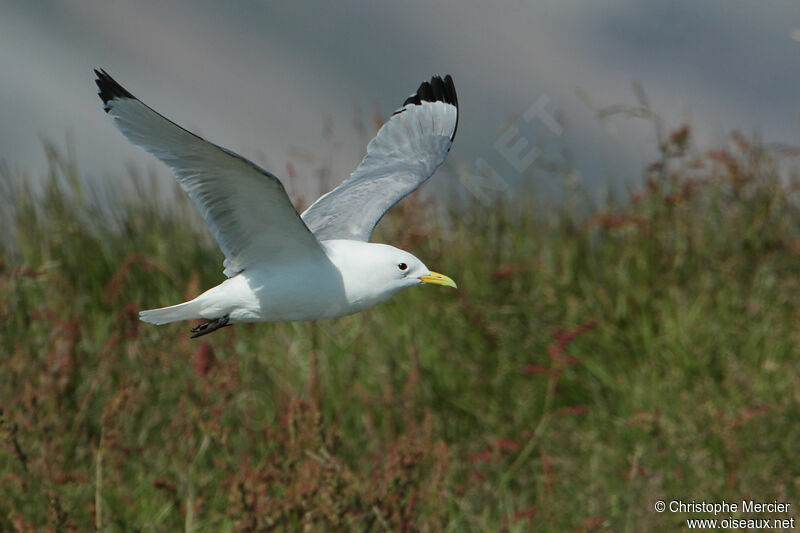 Black-legged Kittiwake