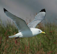 Black-legged Kittiwake