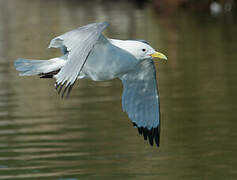 Black-legged Kittiwake