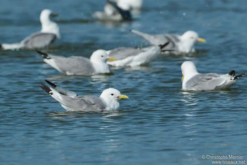 Mouette tridactyle