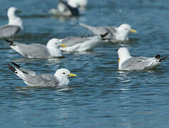 Mouette tridactyle