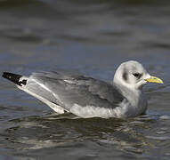 Black-legged Kittiwake