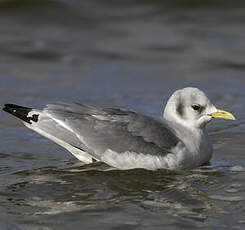 Mouette tridactyle