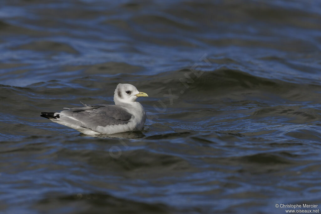 Mouette tridactyle