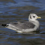 Mouette tridactyle