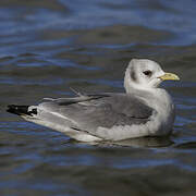 Black-legged Kittiwake