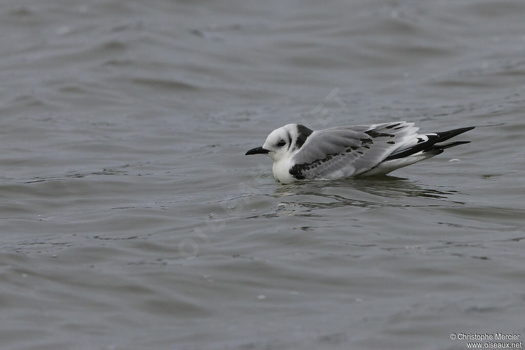 Black-legged Kittiwake