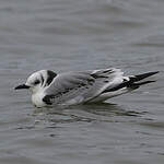 Mouette tridactyle