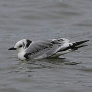 Black-legged Kittiwake