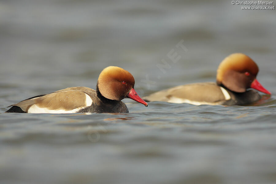 Red-crested Pochard