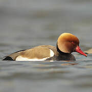 Red-crested Pochard