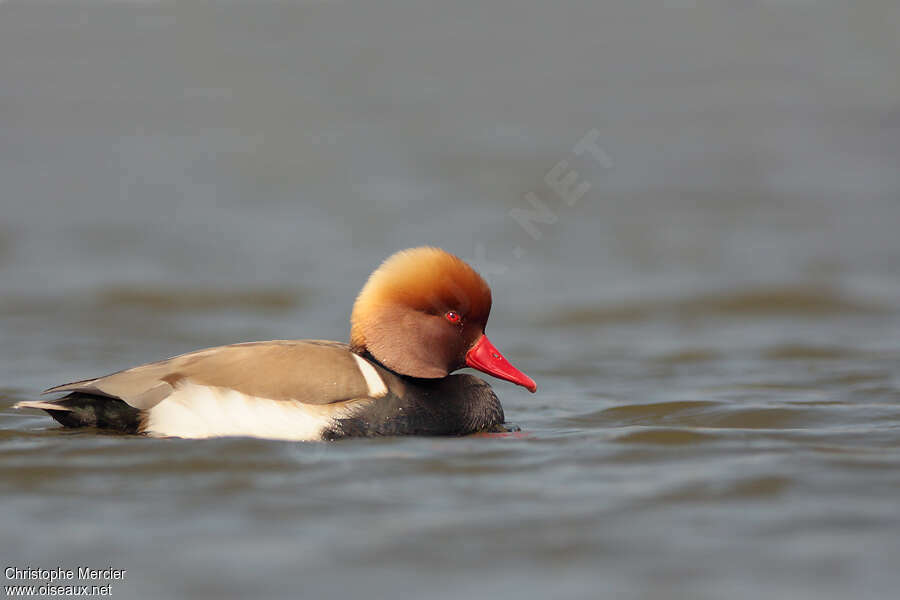 Red-crested Pochard male adult breeding, identification