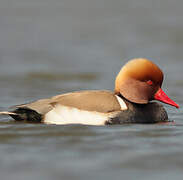 Red-crested Pochard