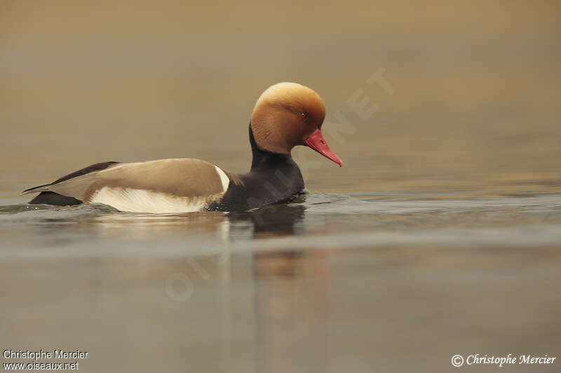 Nette rousse mâle adulte nuptial, identification