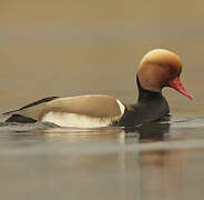 Red-crested Pochard