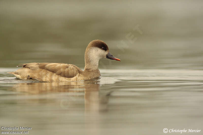 Red-crested Pochard female adult breeding, identification