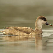 Red-crested Pochard