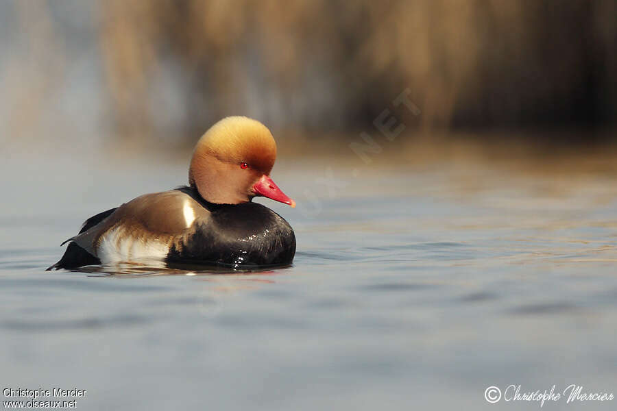 Nette rousse mâle adulte nuptial, identification