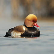 Red-crested Pochard