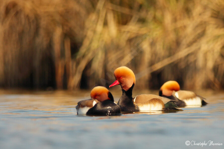 Red-crested Pochard