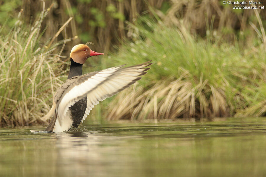 Red-crested Pochard