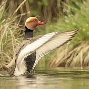 Red-crested Pochard