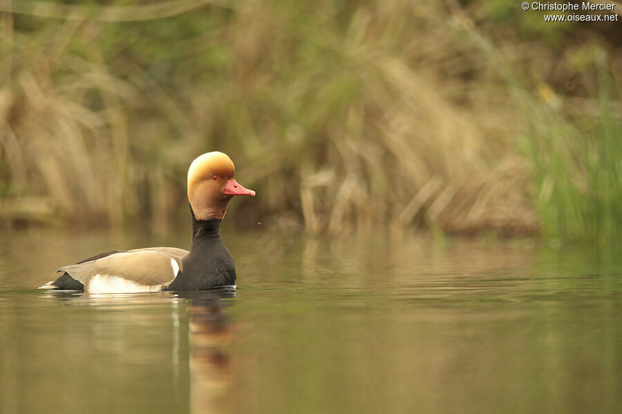 Red-crested Pochard