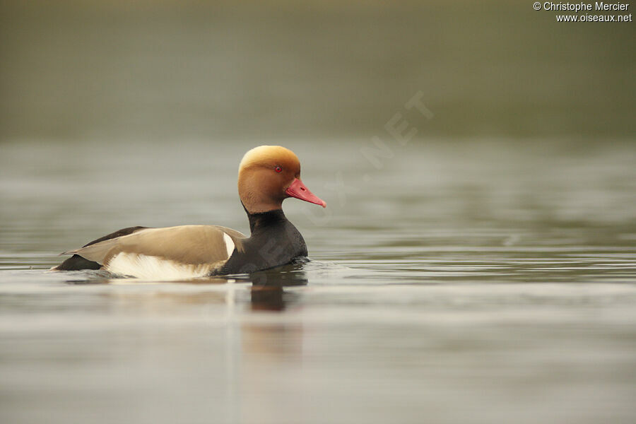 Nette rousse